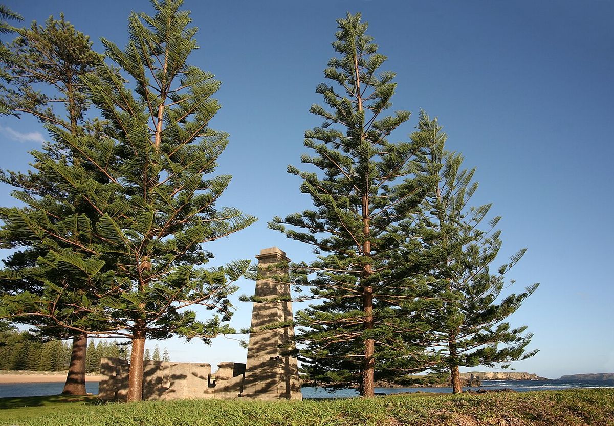 Dos araucarias altas junto a un monumento de piedra.