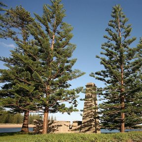 Dos araucarias altas junto a un monumento de piedra.