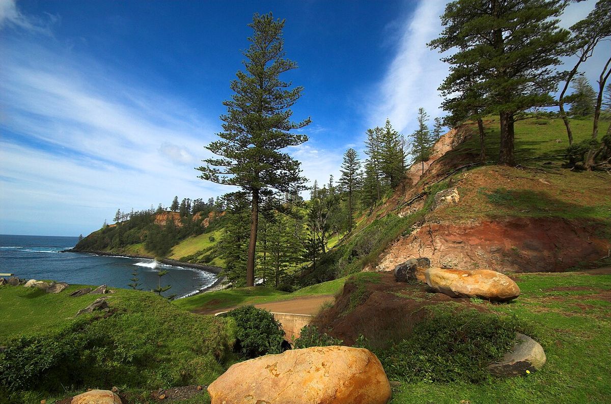 Araucaria sola en un promontorio verde, sobre la bahía.