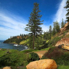 Araucaria sola en un promontorio verde, sobre la bahía.