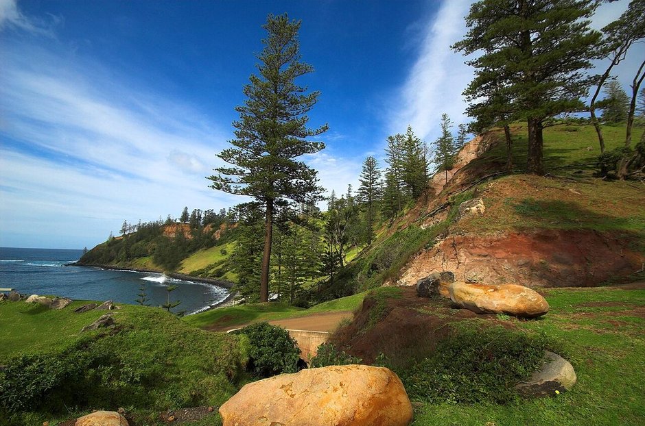 Araucaria sola en un promontorio verde, sobre la bahía.