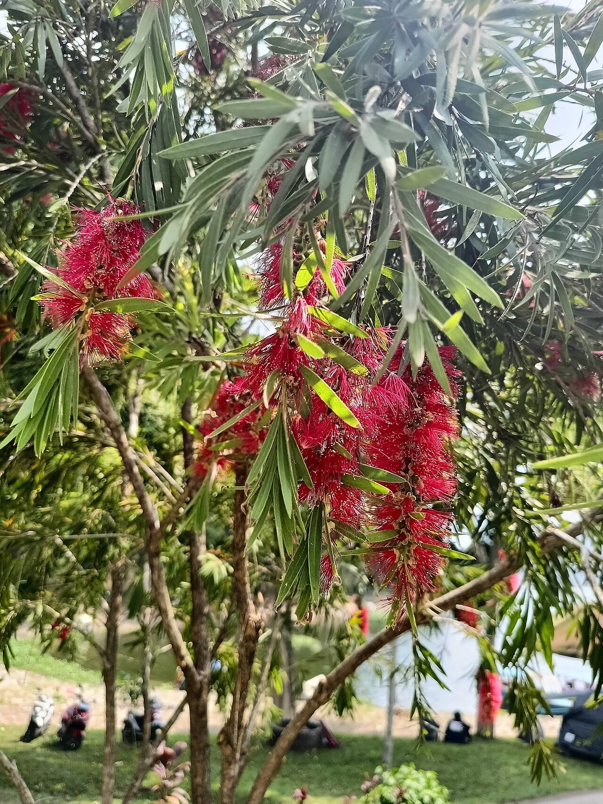 Arbolito de ramas colgantes cubierto de espigas rojas.