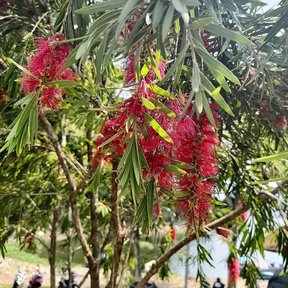 Arbolito de ramas colgantes cubierto de espigas rojas.
