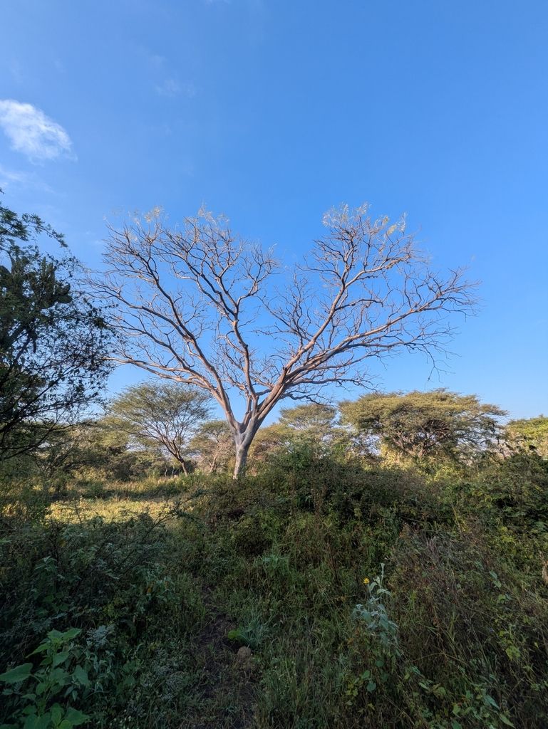 Árbol sin hojas recortado contra el cielo, entre matorral.