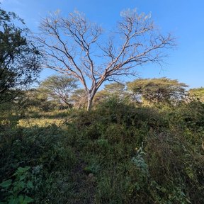 Árbol sin hojas recortado contra el cielo, entre matorral.