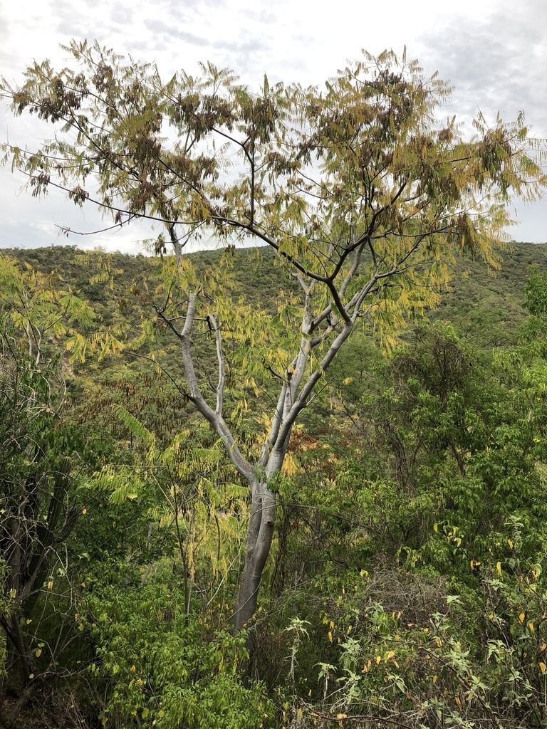 Árbol de tronco claro entre vegetación verde, en la ladera.