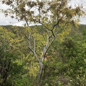 Árbol de tronco claro entre vegetación verde, en la ladera.