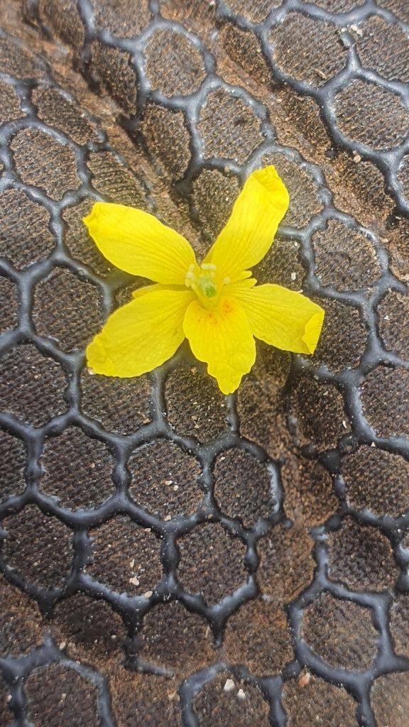Flor amarilla de cinco pétalos caída sobre el pavimento.