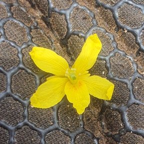 Flor amarilla de cinco pétalos caída sobre el pavimento.