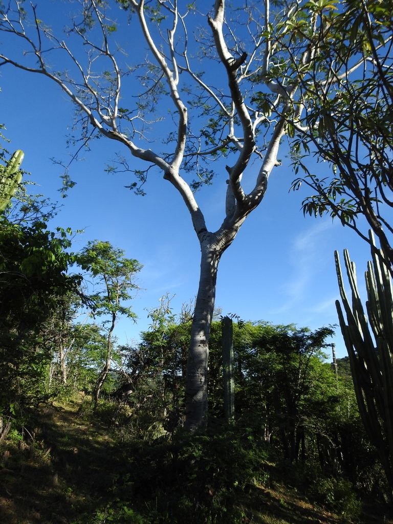 Tronco y ramas blanquecinas contra el cielo, junto a un cardón.