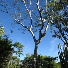 Tronco y ramas blanquecinas contra el cielo, junto a un cardón.