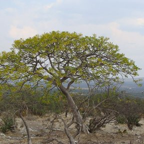 Árbol de copa aparasolada en una ladera seca, sobre el valle.