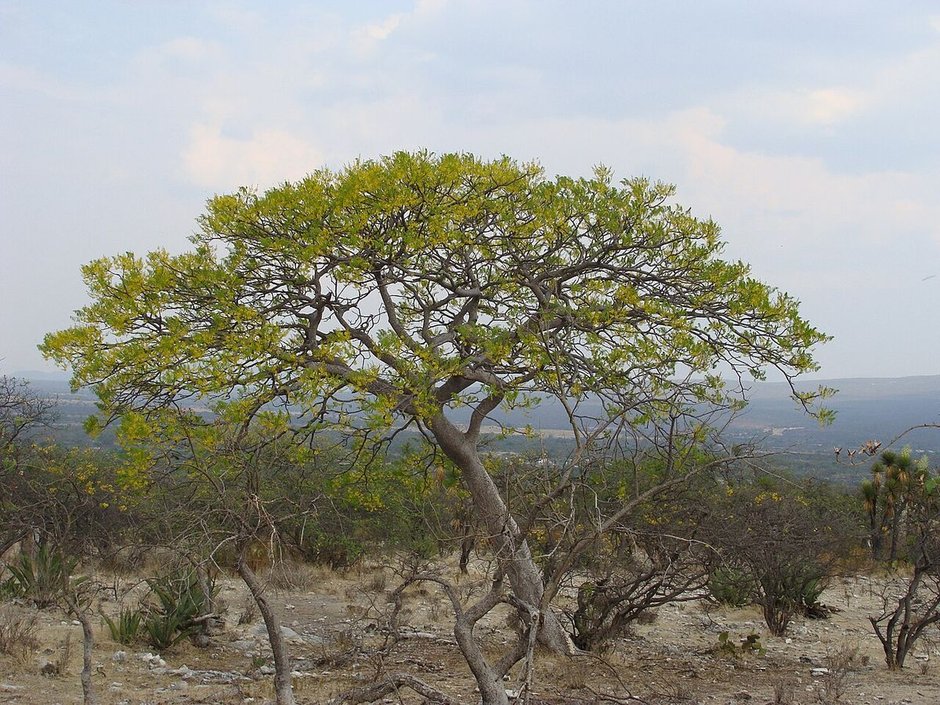 Árbol de copa aparasolada en una ladera seca, sobre el valle.