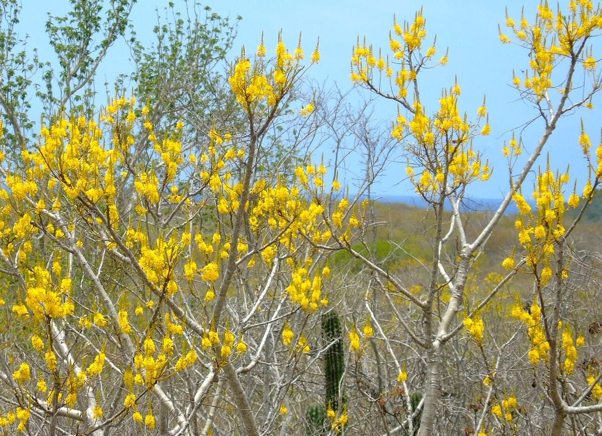 Copa cubierta de flores amarillas sobre las ramas desnudas.