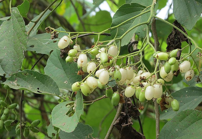 Racimo de frutos pálidos y traslúcidos en una rama.