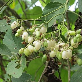 Racimo de frutos pálidos y traslúcidos en una rama.