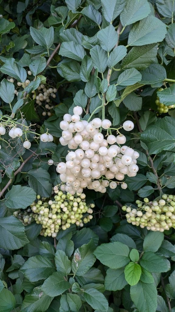 Frutos blancos agrupados entre el follaje oscuro.