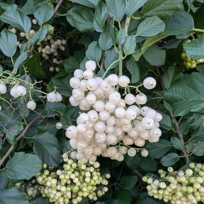 Frutos blancos agrupados entre el follaje oscuro.