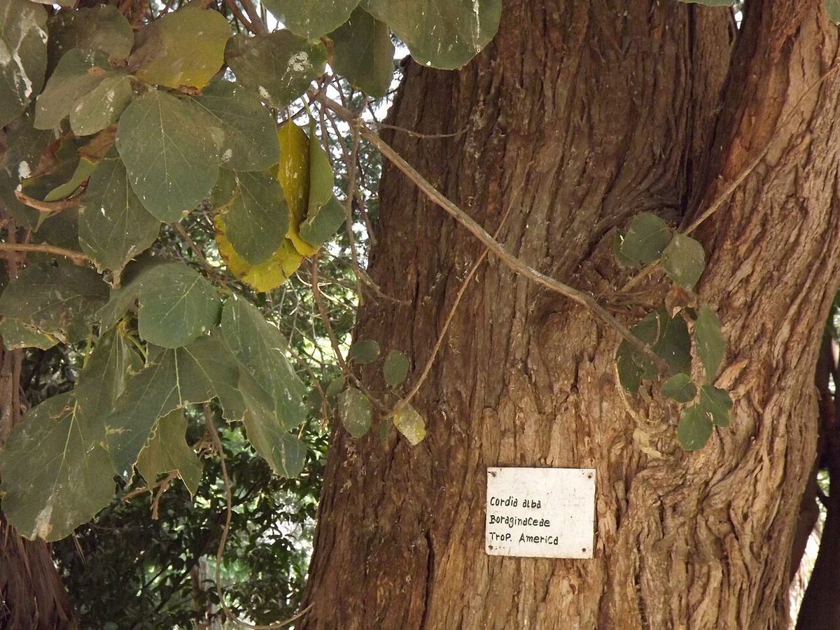 Tronco de corteza fibrosa con una cédula de jardín botánico.