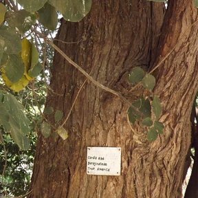 Tronco de corteza fibrosa con una cédula de jardín botánico.