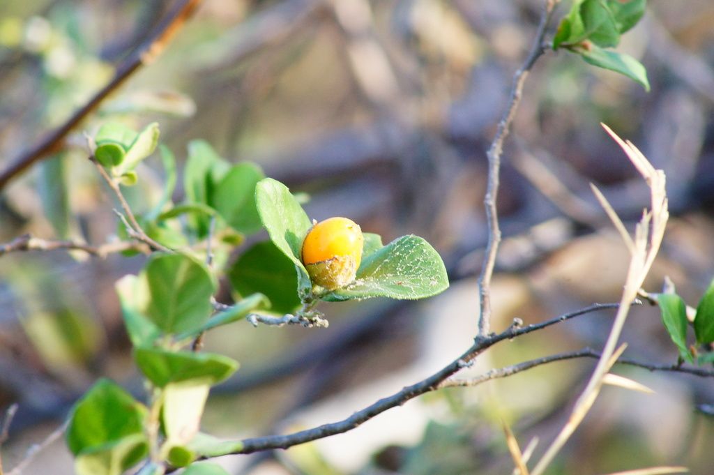 Fruto amarillo y redondo en una rama con hojas pequeñas.