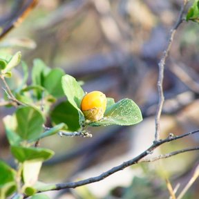 Fruto amarillo y redondo en una rama con hojas pequeñas.