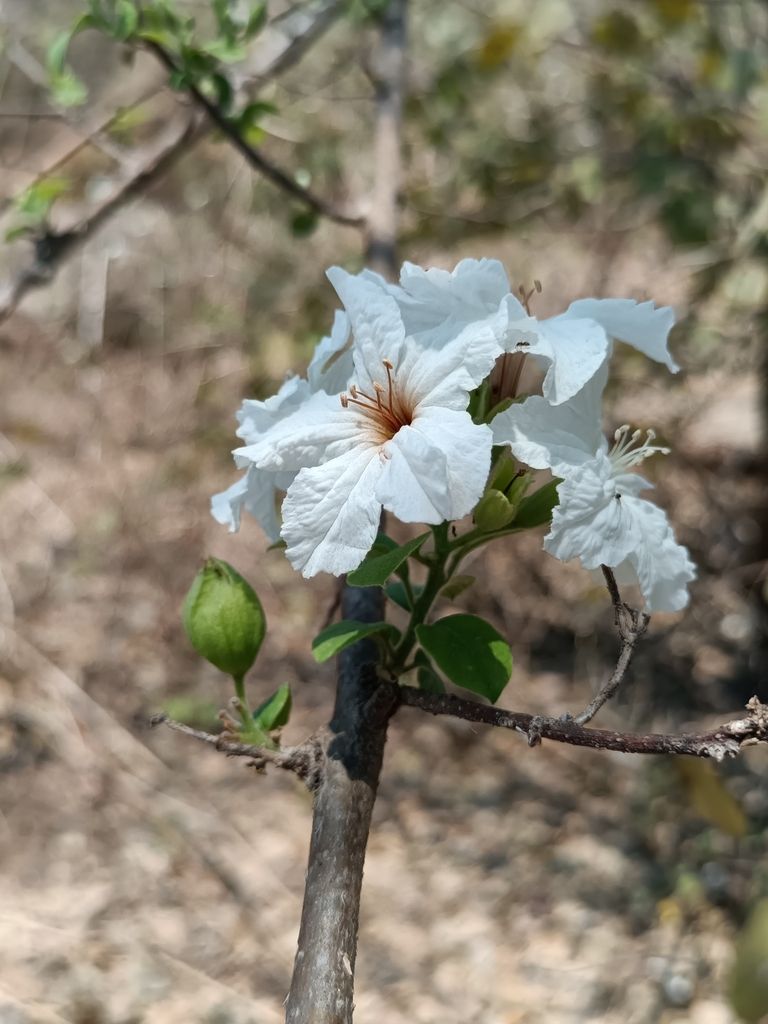 Grupo de flores blancas abiertas en el extremo de una rama.