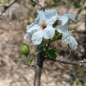Grupo de flores blancas abiertas en el extremo de una rama.