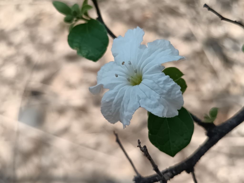 Flor blanca de borde ondulado, abierta sobre el suelo seco.