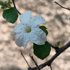Flor blanca de borde ondulado, abierta sobre el suelo seco.