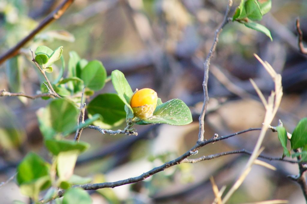 Fruto amarillo en una rama, sobre un fondo de ramas secas.