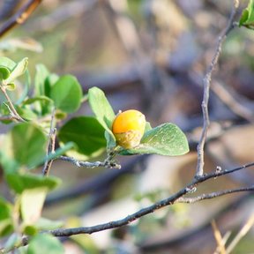 Fruto amarillo en una rama, sobre un fondo de ramas secas.