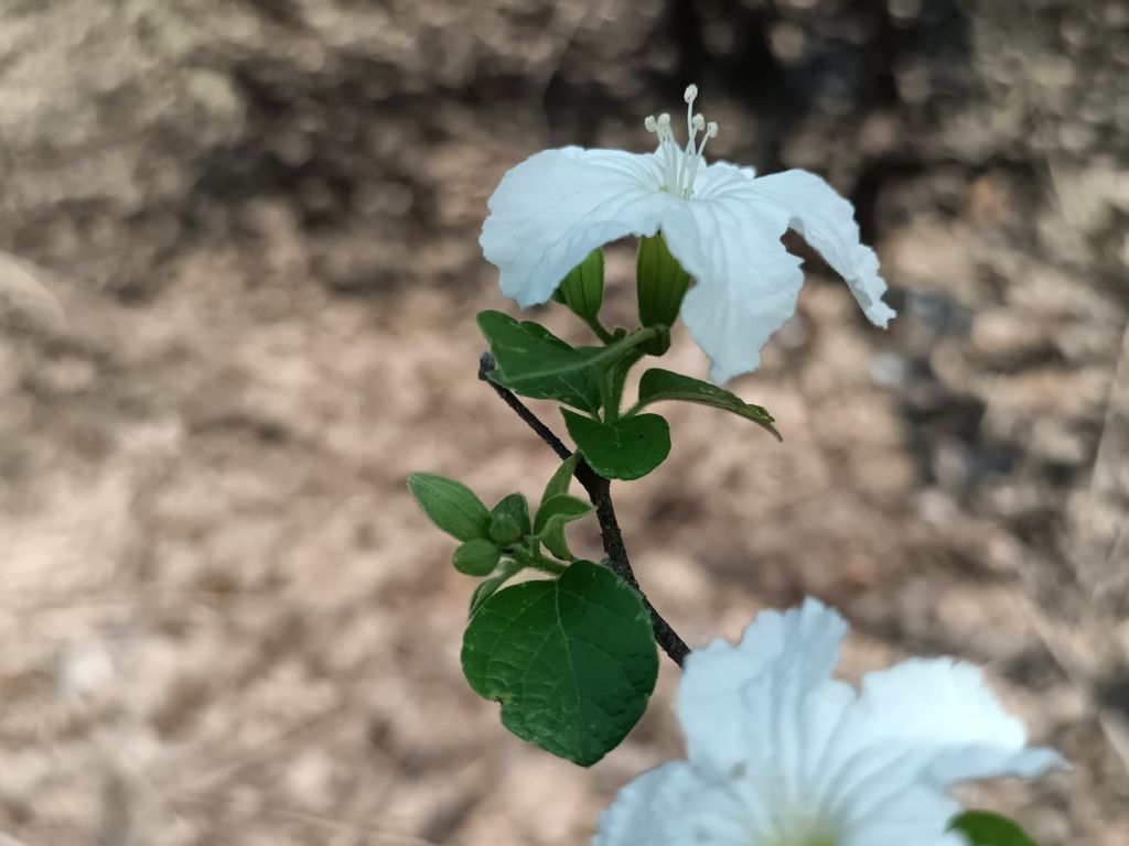 Flores blancas y capullos en una rama con hojas.