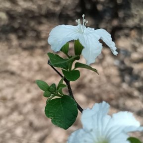 Flores blancas y capullos en una rama con hojas.
