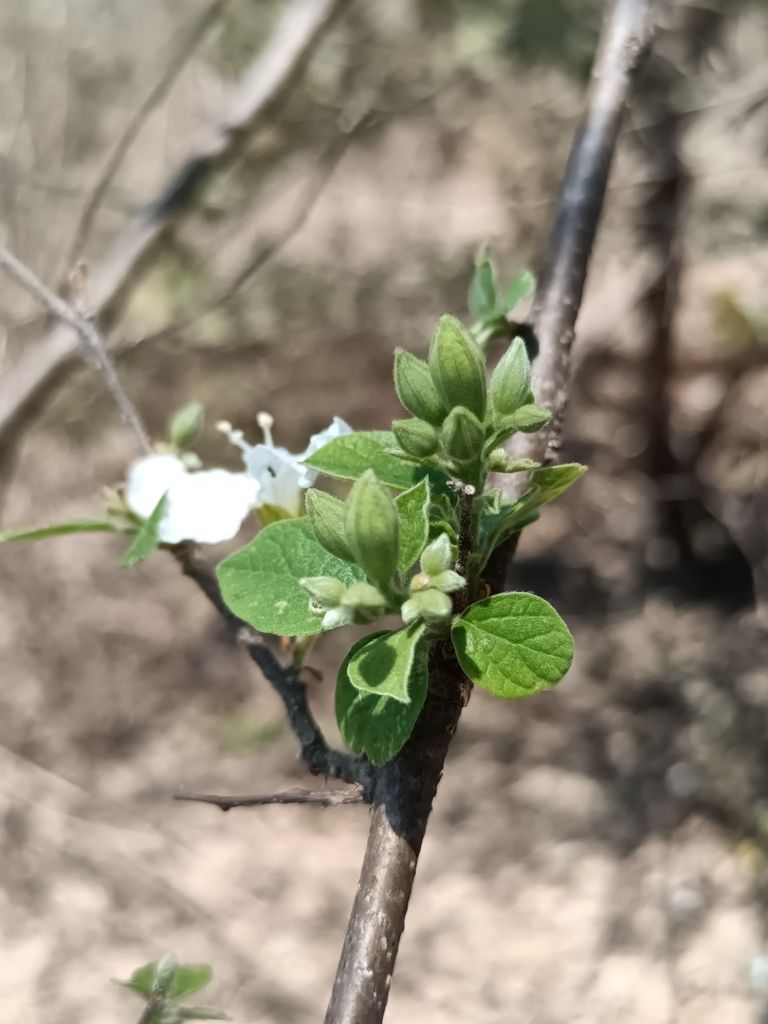 Capullos y flores pequeñas agrupados en el extremo de una rama.