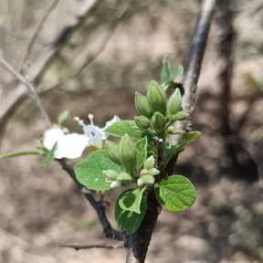 Capullos y flores pequeñas agrupados en el extremo de una rama.
