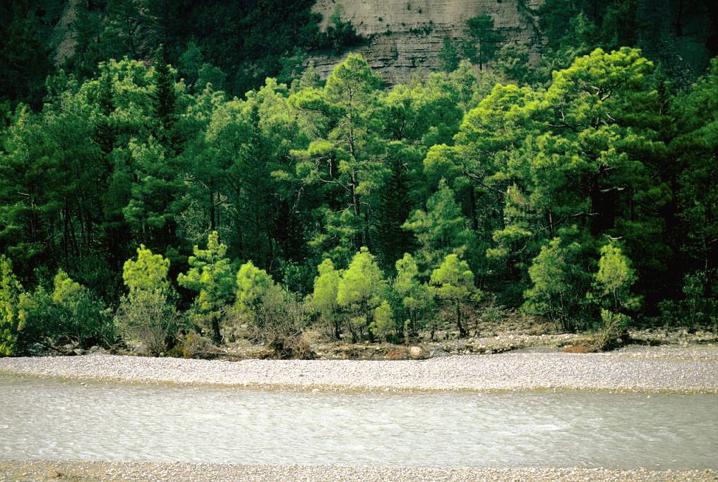 Ladera boscosa de cipreses junto al cauce de un río.