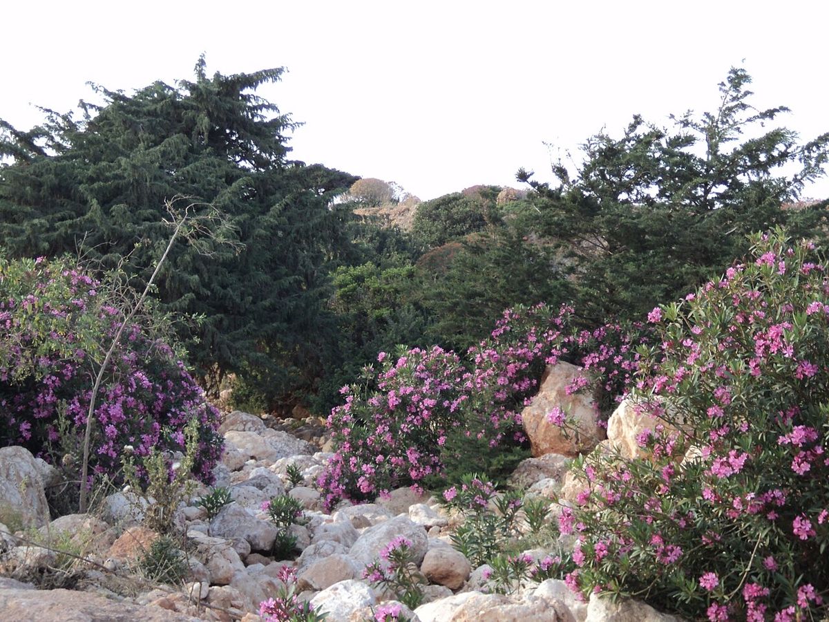 Cipreses entre rocas y adelfas en flor.