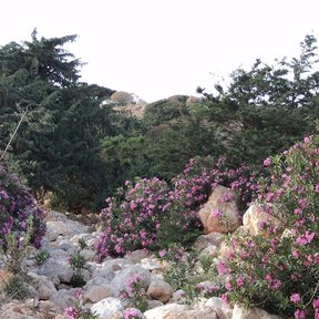 Cipreses entre rocas y adelfas en flor.