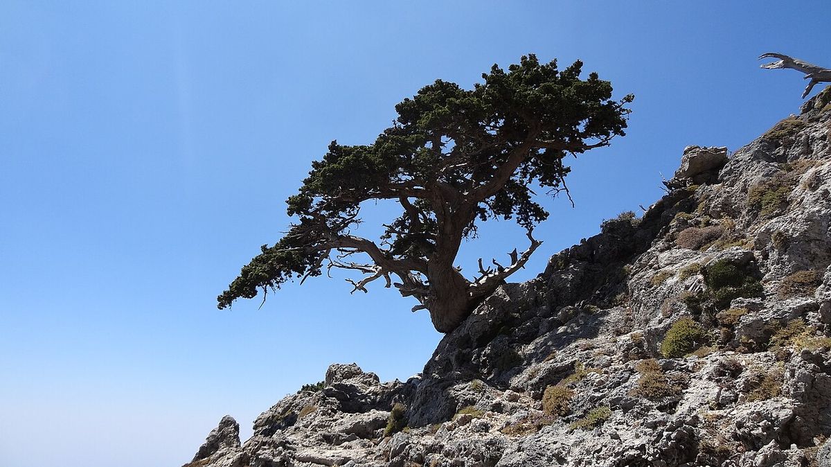 Ciprés moldeado por el viento sobre una cresta rocosa.