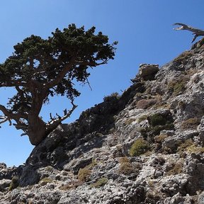 Ciprés moldeado por el viento sobre una cresta rocosa.