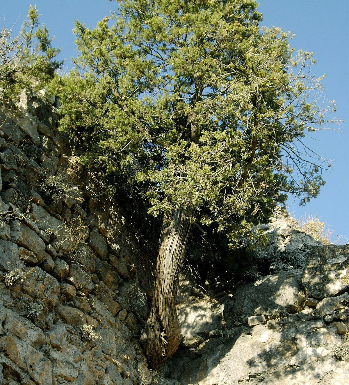 Ciprés de tronco retorcido creciendo sobre una pared de roca.