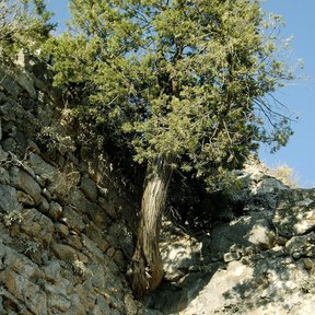 Ciprés de tronco retorcido creciendo sobre una pared de roca.