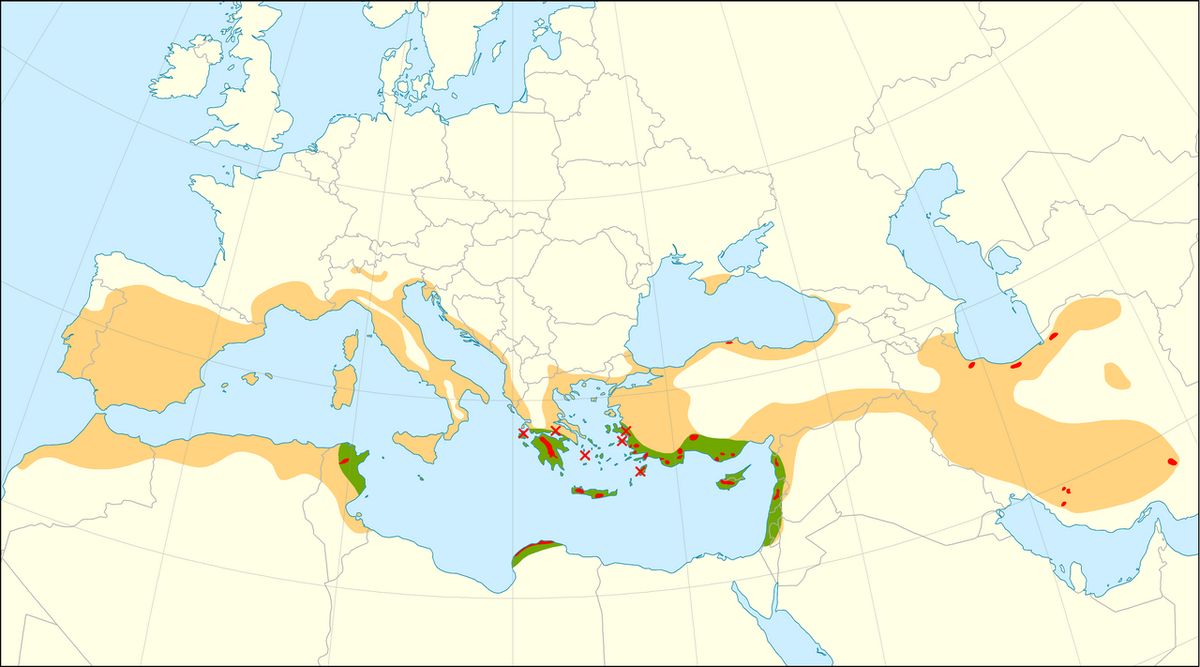 Mapa de distribución de la especie en el Mediterráneo y Asia occidental.