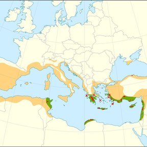 Mapa de distribución de la especie en el Mediterráneo y Asia occidental.