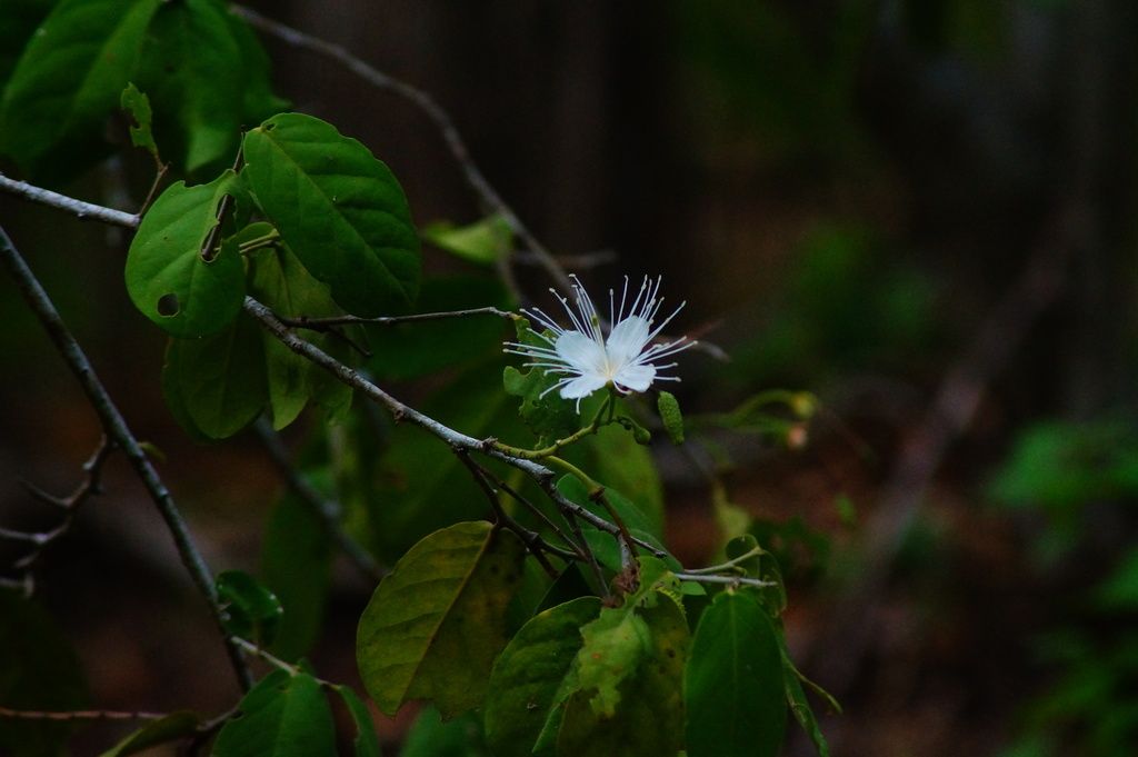Flor blanca de estambres largos en una rama, entre la sombra.