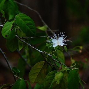Flor blanca de estambres largos en una rama, entre la sombra.