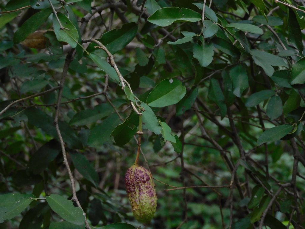 Fruto alargado y verrugoso colgando de una rama.