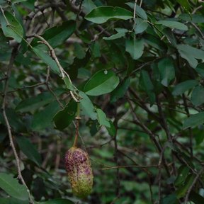 Fruto alargado y verrugoso colgando de una rama.