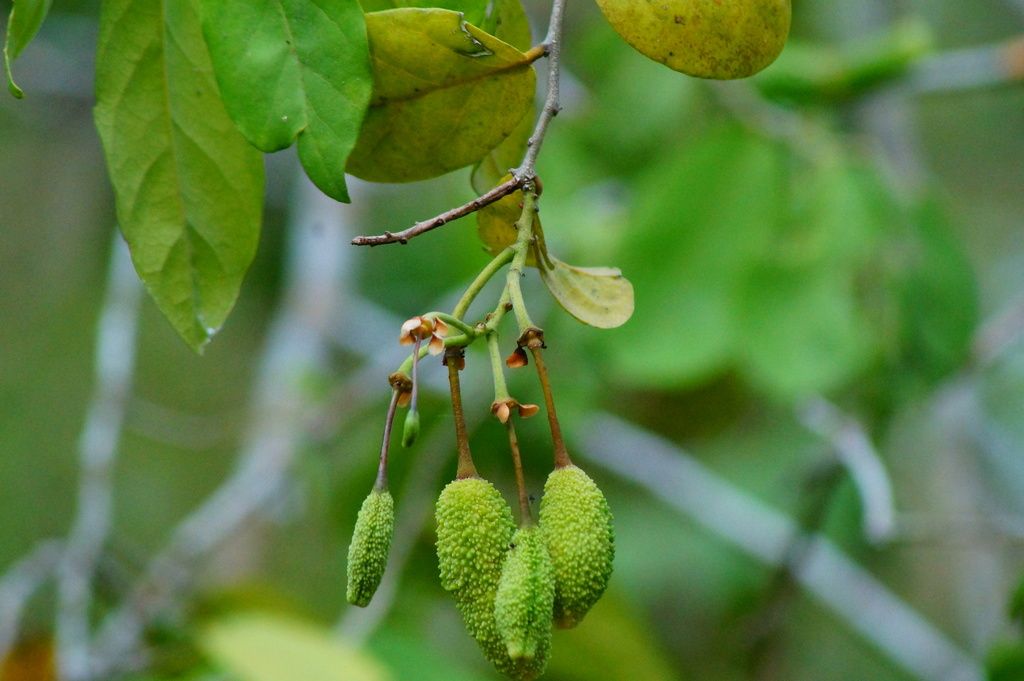 Varios frutos verdes y verrugosos colgando juntos.